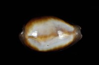 藏品(瑪瑙寶螺)的圖片